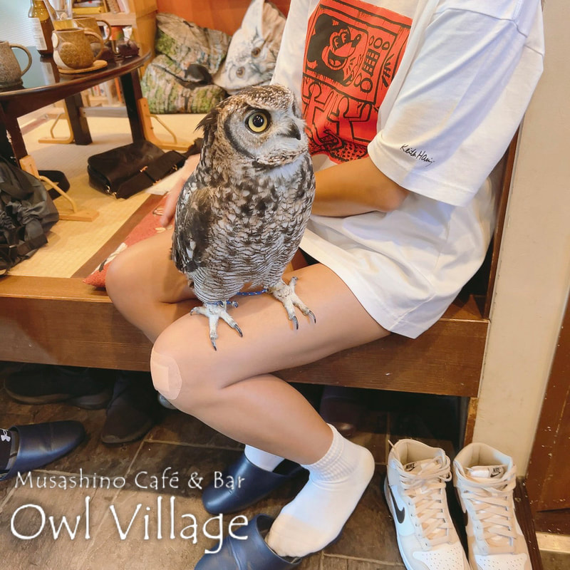owl cafe harajuku down load free photo 0805 African Eagle Owl