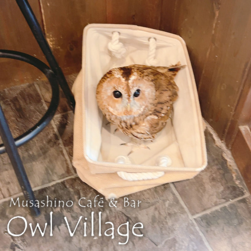owl cafe harajuku down load free photo owl cafe photo 0810  Tawny Owl