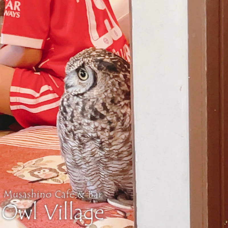 owl cafe harajuku down load free photo 0814 African Eagle Owl