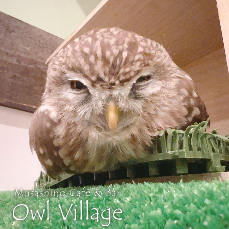 owl cafe harajuku down load free photo owl cafe photo 0818 Little Owl