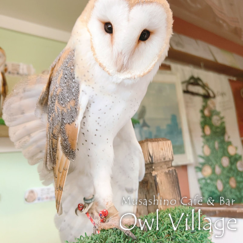 owl cafe harajuku down load free photo owl cafe photo 0819 Barn Owl