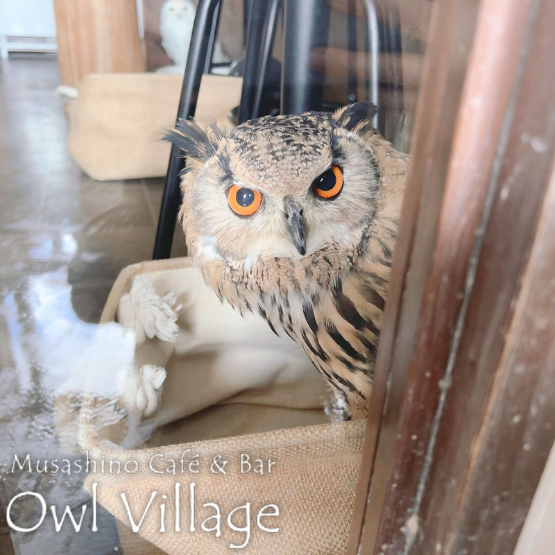 owl cafe harajuku down load free photo owl cafe photo 0822 Indian Eagle Owl owl cafe photo 0827 Indian Eagle Owl