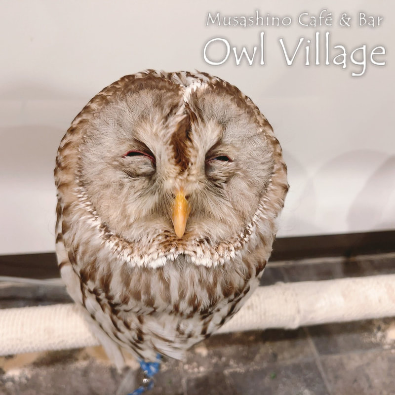 owl cafe harajuku down load free owl cafe photo 0829 Ural Owl × Tawny Owl
