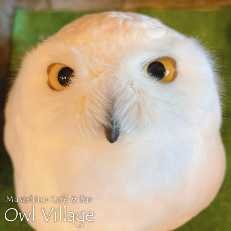 owl cafe harajuku down load free photo owl cafe photo 0913  Snowy Owl