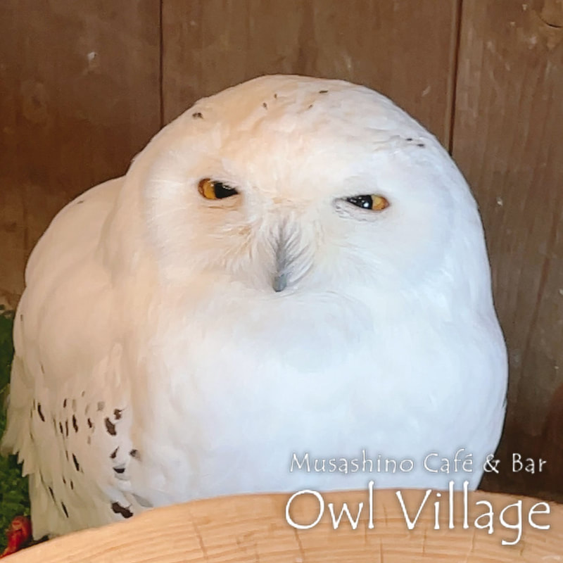 owl cafe harajuku down load free photo owl cafe photo 0921  Snowy Owl
