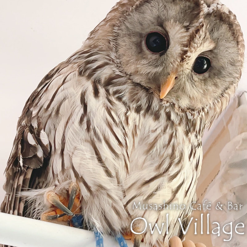 owl cafe harajuku down load free owl cafe photo 0927 Ural Owl × Tawny Owl