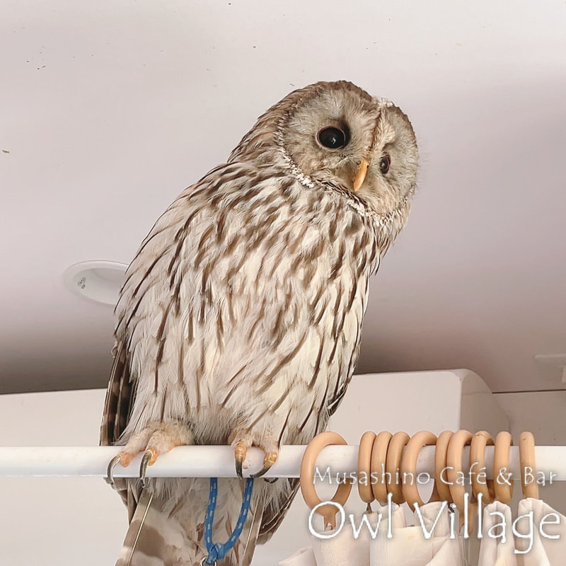 owl cafe harajuku down load free owl cafe photo 0928 Ural Owl × Tawny Owl