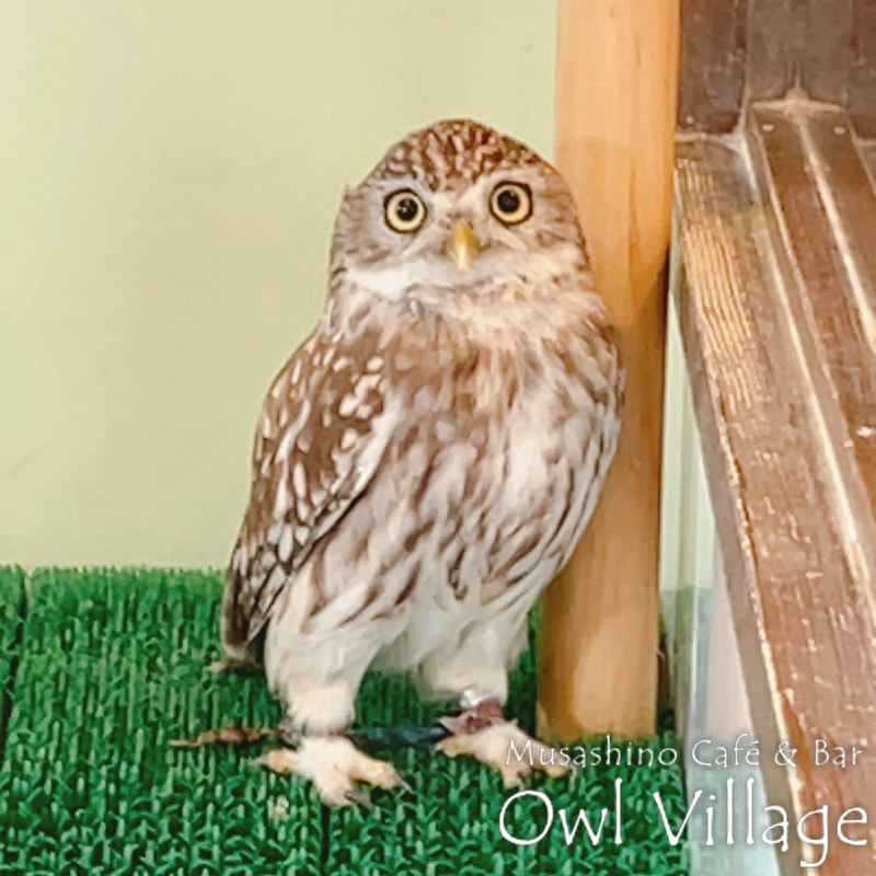 owl cafe harajuku down load free photo owl cafe photo 0930 Little Owl