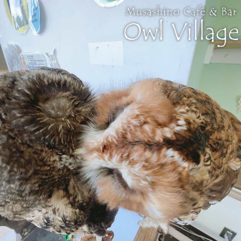 owl cafe harajuku down load free photo owl cafe photo 1004 Tawny Owl&Mottled Owl