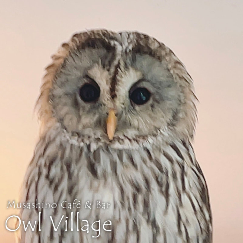 owl cafe harajuku down load free owl cafe photo 1008 Ural Owl × Tawny Owl