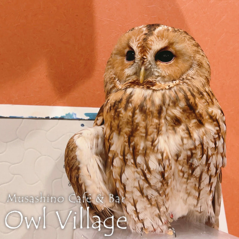 owl cafe harajuku down load free photo owl cafe photo 1013  Tawny Owl