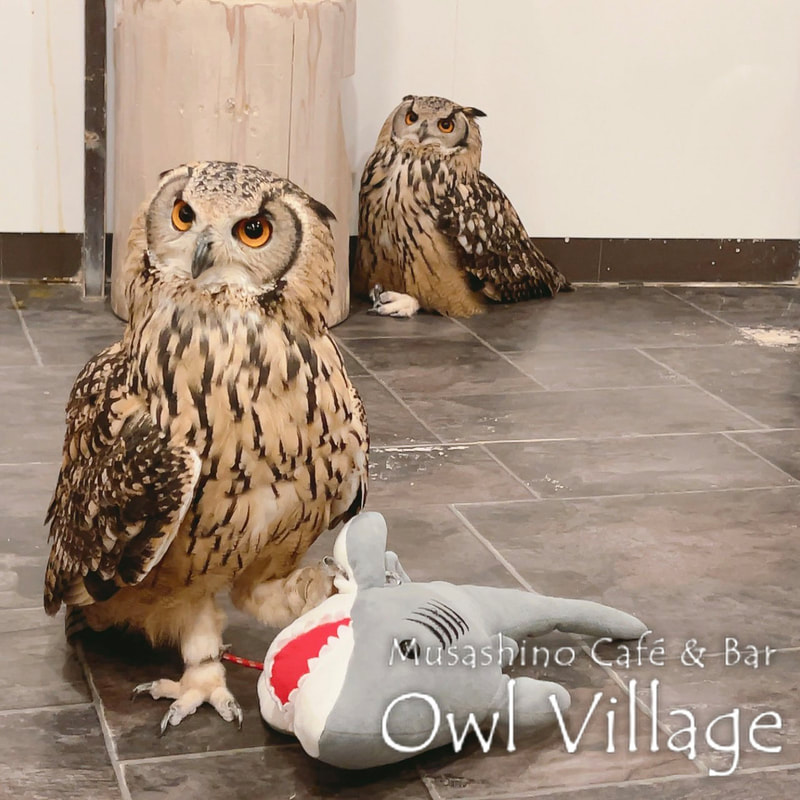 owl cafe harajuku down load free photo owl cafe photo 0822 Indian Eagle Owl owl cafe photo 20231017 Indian Eagle Owl