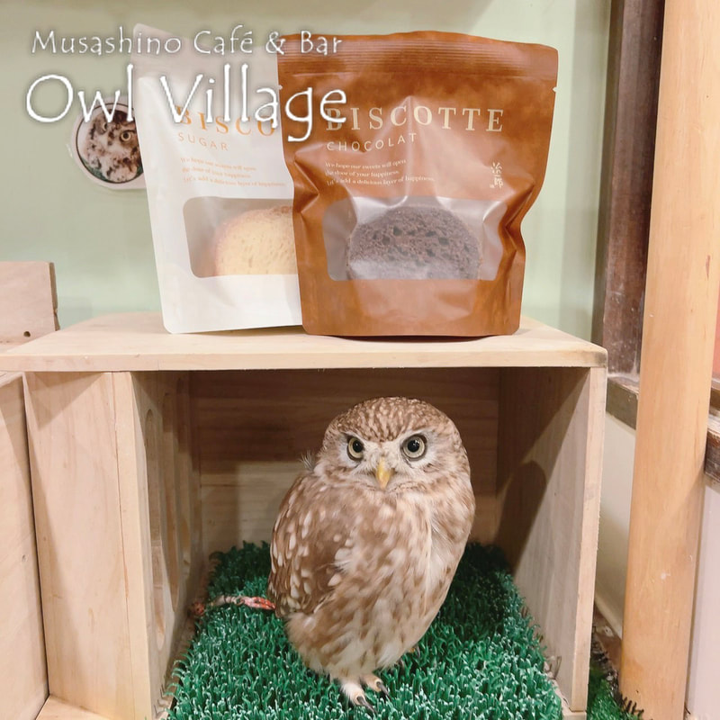 owl cafe harajuku down load free photo owl cafe photo 1018 Little Owl