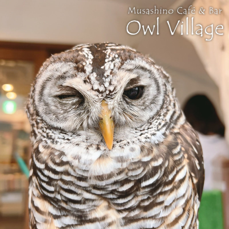 owl cafe harajuku down load free photo owl cafe photo 0822 Indian Eagle Owl owl cafe photo 1020 Chaco owl