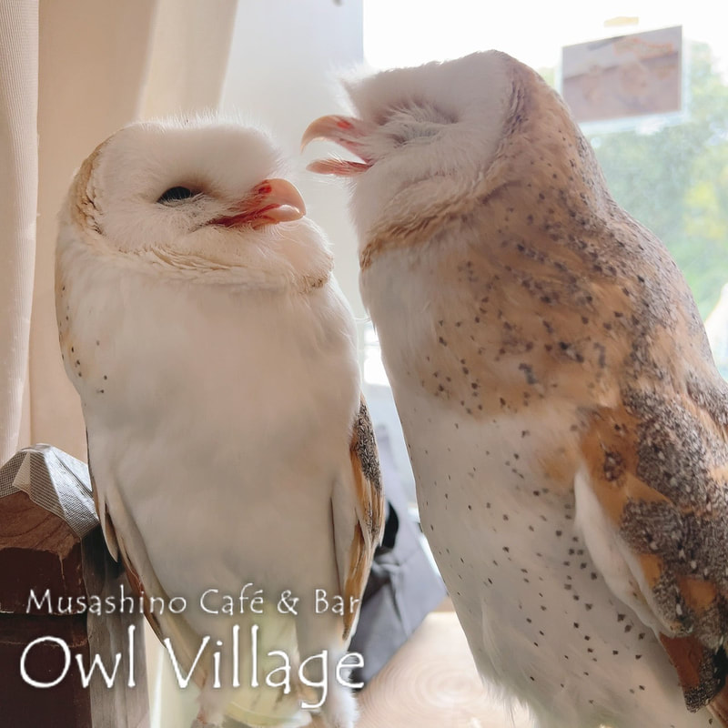 owl cafe harajuku down load free photo owl cafe photo 1025 Barn Owl