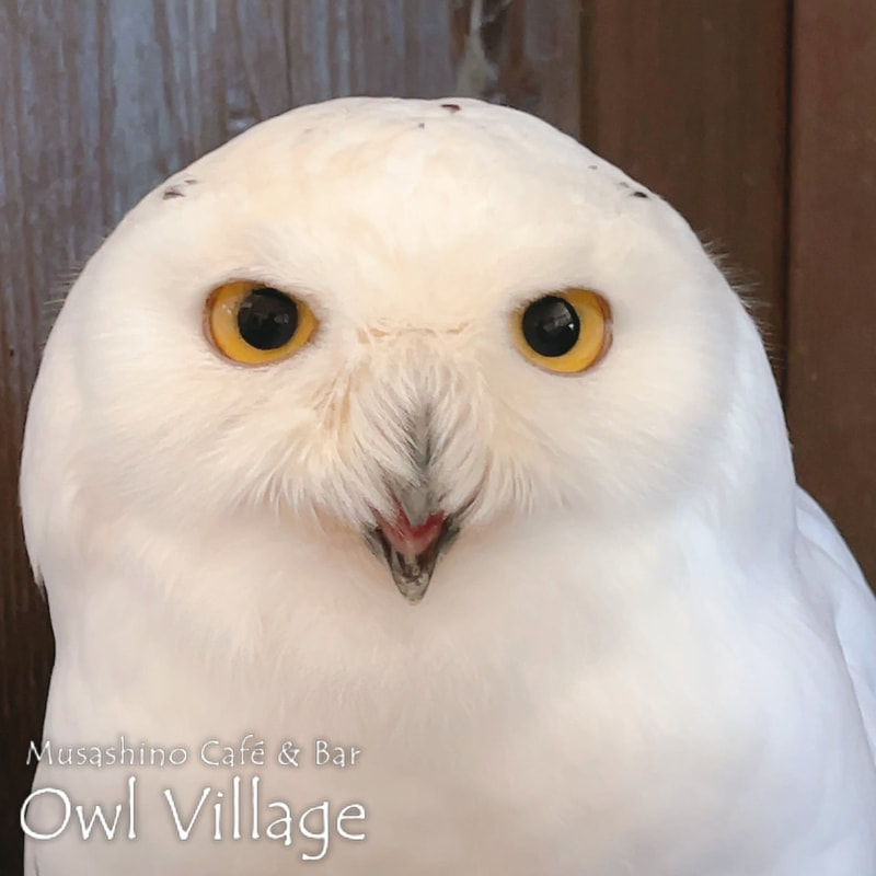 owl cafe harajuku down load free photo owl cafe photo 1026 Snowy Owl
