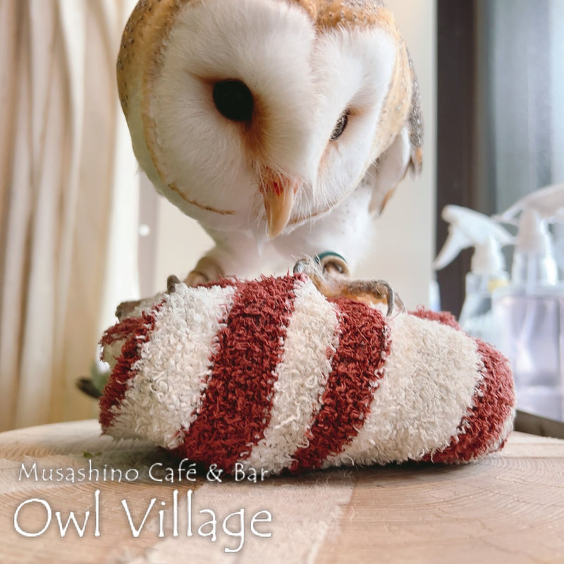 owl cafe harajuku down load free photo owl cafe photo 1027 Barn Owl