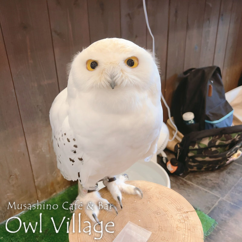 owl cafe harajuku down load free photo owl cafe photo 1028 Snowy Owl