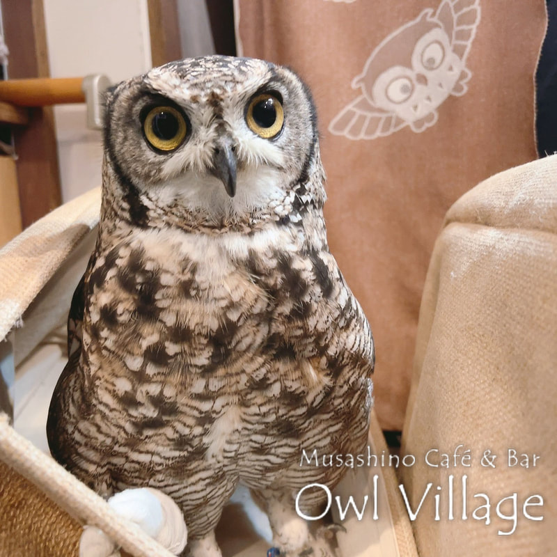 owl cafe harajuku down load free photo 1029 African Eagle Owl