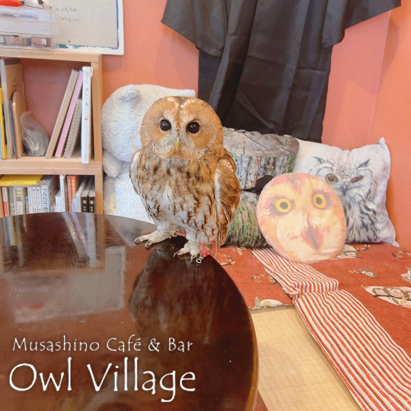 owl cafe harajuku down load free photo owl cafe photo 1101  Tawny Owl