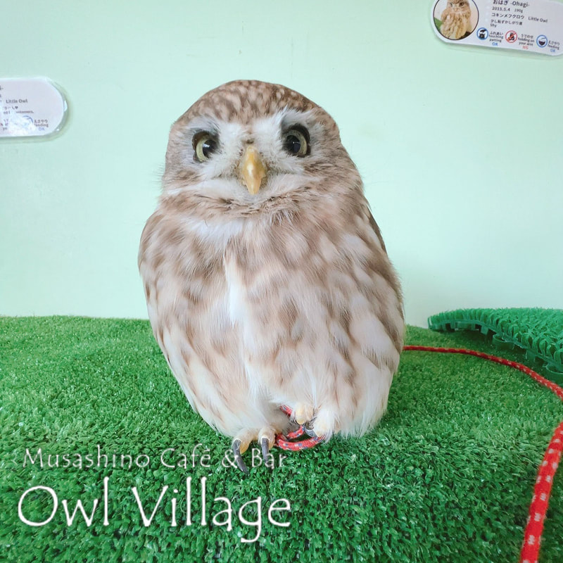 owl cafe harajuku down load free photo owl cafe photo 1103 Little Owl