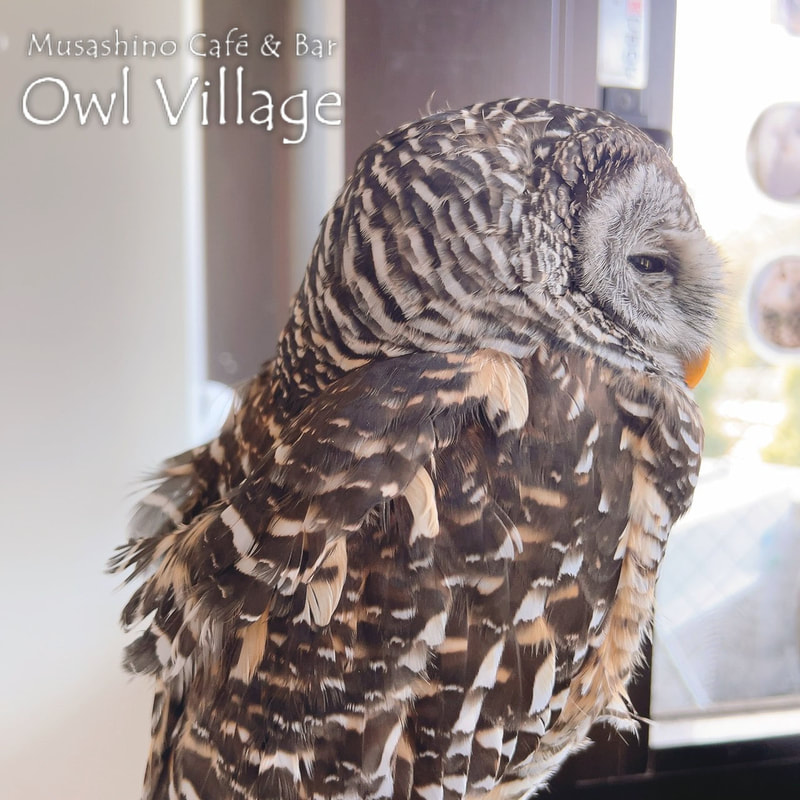 owl cafe harajuku down load free photo owl cafe photo 0822 Indian Eagle Owl owl cafe photo 1105 Chaco owl