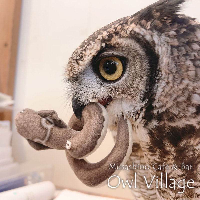 owl cafe harajuku down load free photo 1108 African Eagle Owl
