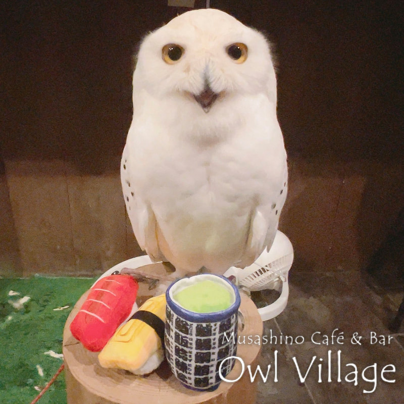 owl cafe harajuku down load free photo owl cafe photo 1114 Snowy Owl