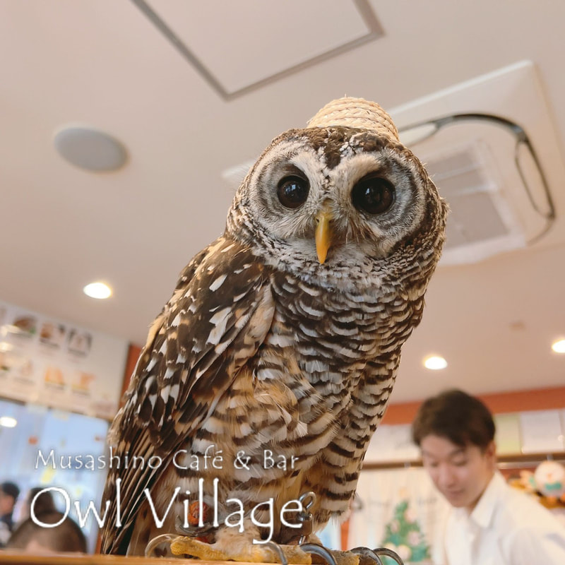 owl cafe harajuku down load free photo owl cafe photo 0822 Indian Eagle Owl owl cafe photo 1115 Chaco owl