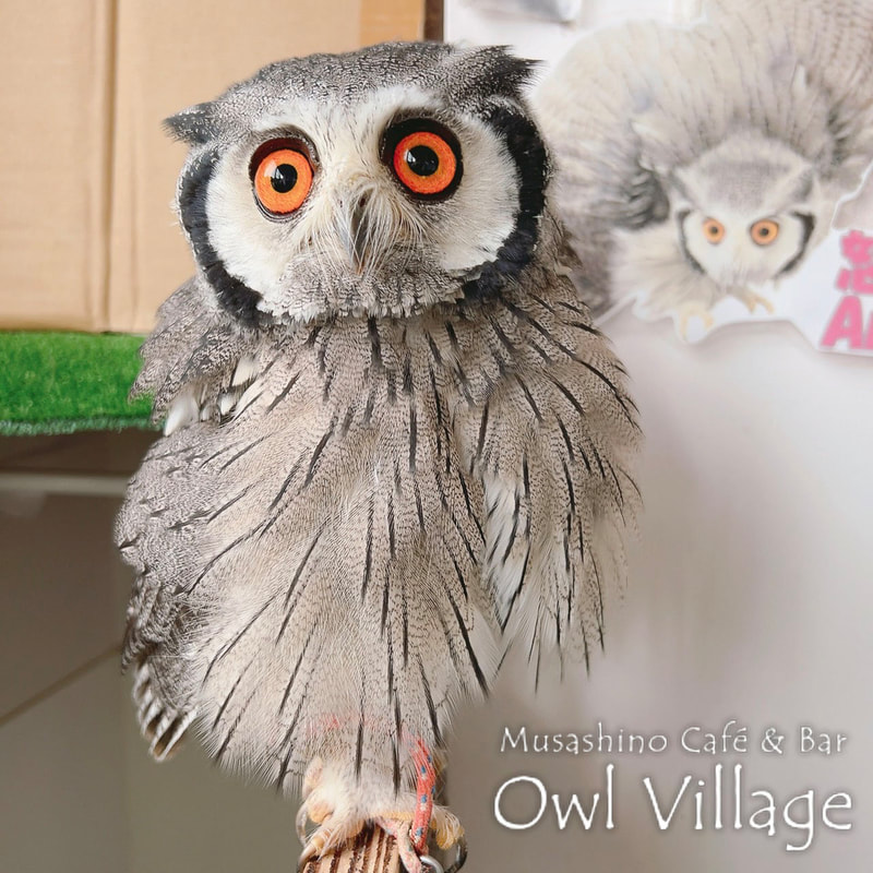 owl cafe harajuku down load free photo owl cafe photo 1117 White-Faced Scops Owl