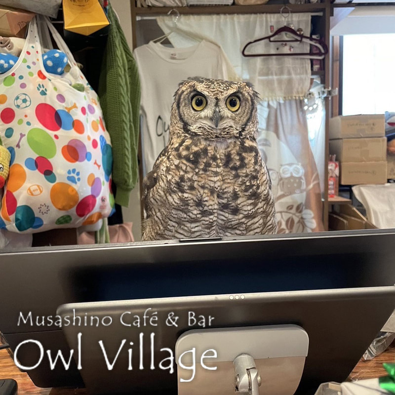 owl cafe harajuku down load free photo 1118 African Eagle Owl