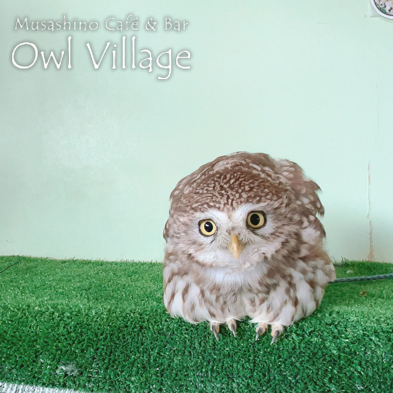 owl cafe harajuku down load free photo owl cafe photo 1120 Little Owl