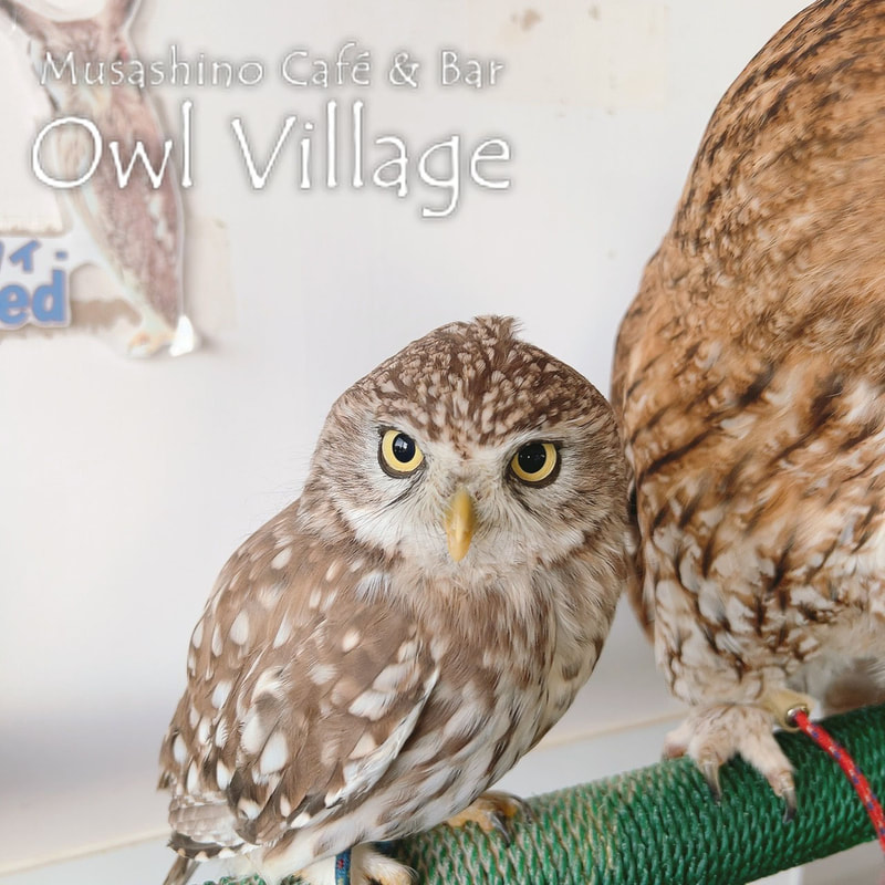 owl cafe harajuku down load free photo owl cafe photo 11222 Little Owl