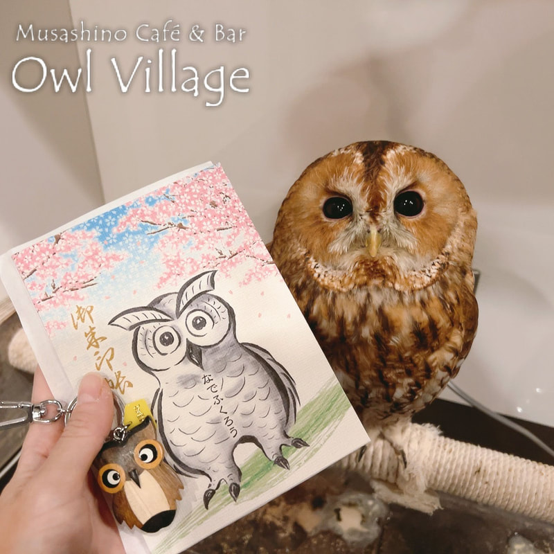 owl cafe harajuku down load free photo owl cafe photo 1128  Tawny Owl