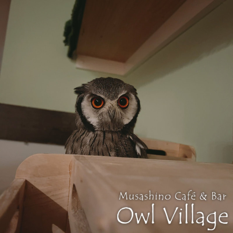 owl cafe harajuku down load free photo owl cafe photo 1202 White-Faced Scops Owl