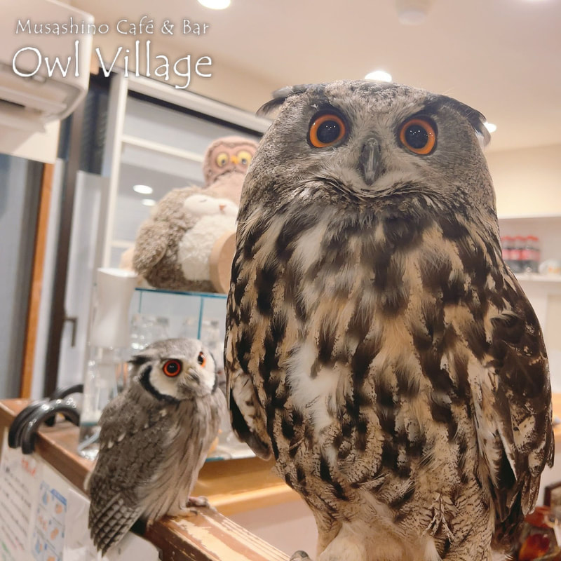 owl cafe harajuku down load free photo owl cafe photo 1203 Eurasianeagleowl White-Faced Scops Owl