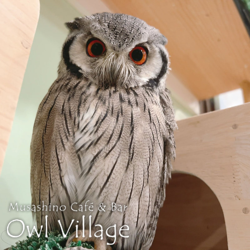 owl cafe harajuku down load free photo owl cafe photo 1207 White-Faced Scops Owl