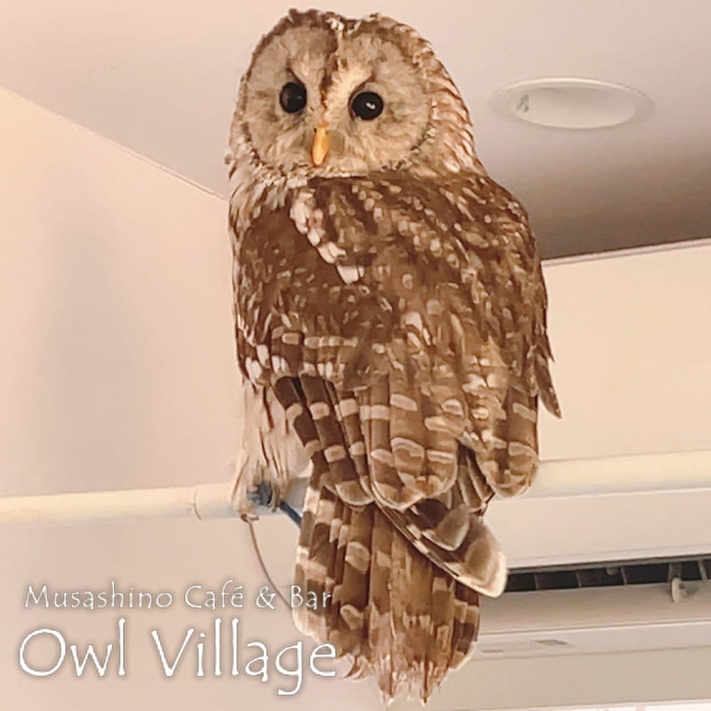 owl cafe harajuku down load free owl cafe photo 1208 Ural Owl × Tawny Owl