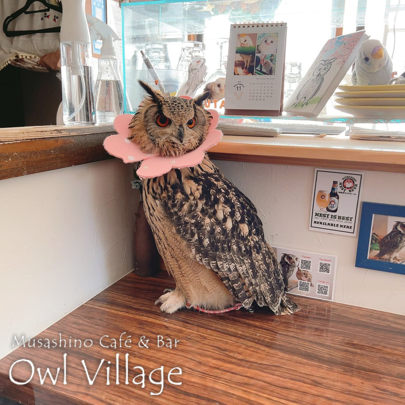 owl cafe harajuku down load free photo owl cafe photo 0822 Indian Eagle Owl owl cafe photo 1216 Indian Eagle Owl