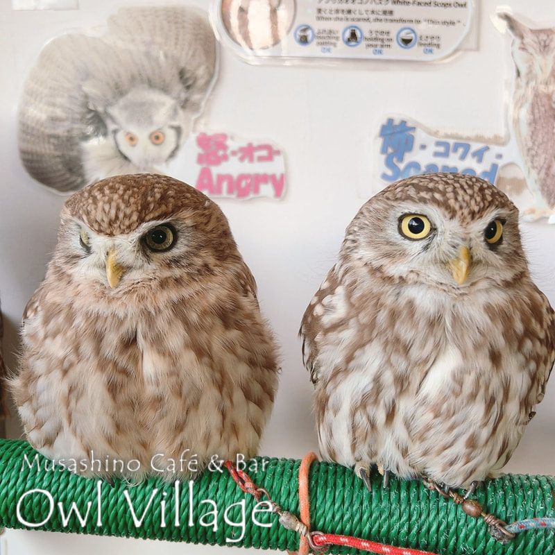 owl cafe harajuku down load free photo owl cafe photo 1222 Little Owl
