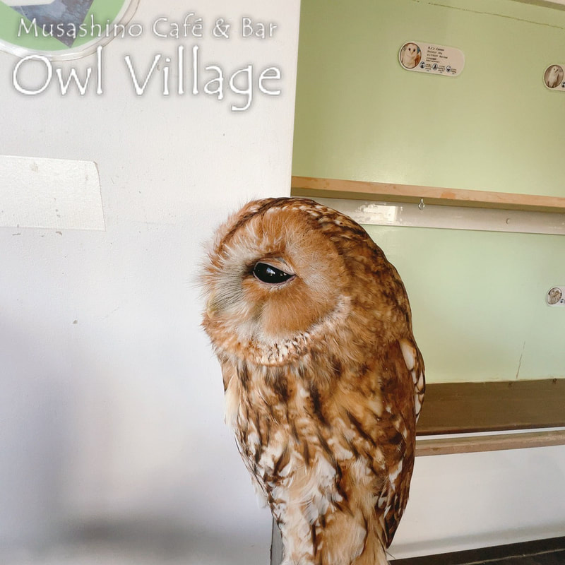 owl cafe harajuku down load free photo owl cafe photo 1223  Tawny Owl