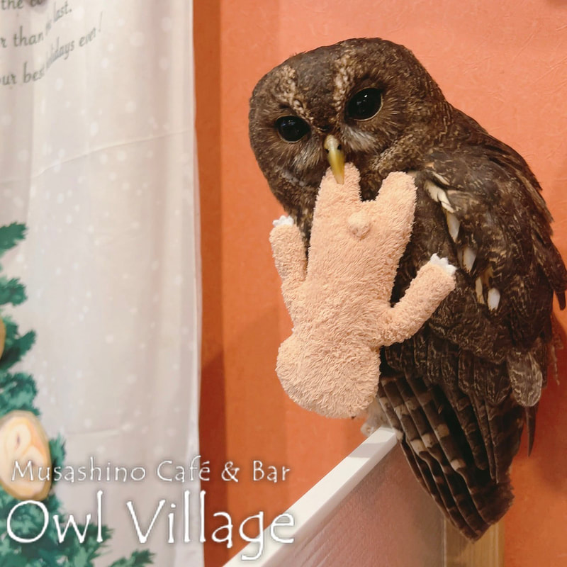 owl cafe harajuku down load free photo owl cafe photo 1225 Mottled Owl