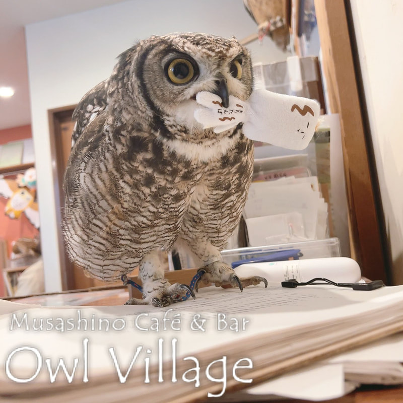 owl cafe harajuku down load free photo 1226 African Eagle Owl