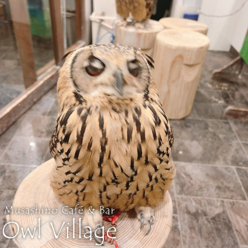 owl cafe harajuku down load free photo owl cafe photo 0822 Indian Eagle Owl owl cafe photo 1228 Indian Eagle Owl