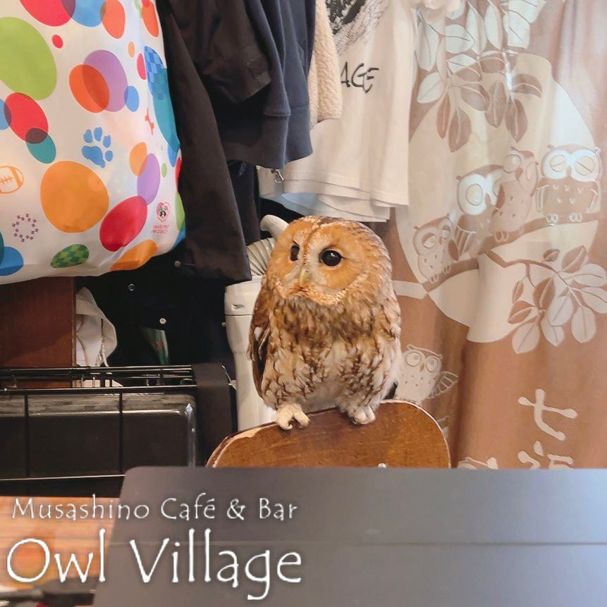 owl cafe harajuku down load free photo owl cafe photo 1230  Tawny Owl