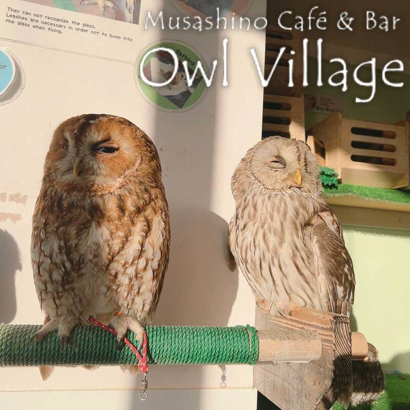 owl cafe harajuku down load free owl cafe photo 0104 Ural Owl × Tawny Owl