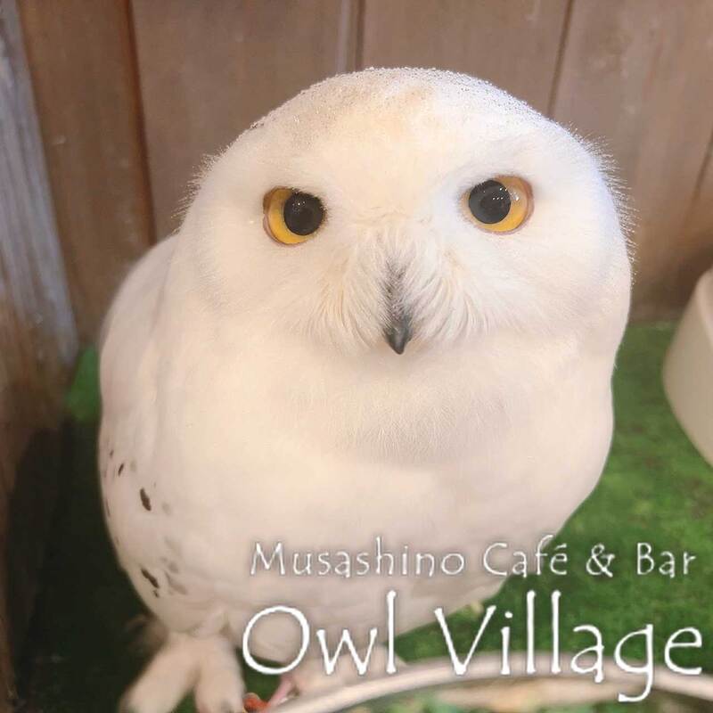 owl cafe harajuku down load free photo owl cafe photo 0107 Snowy Owl