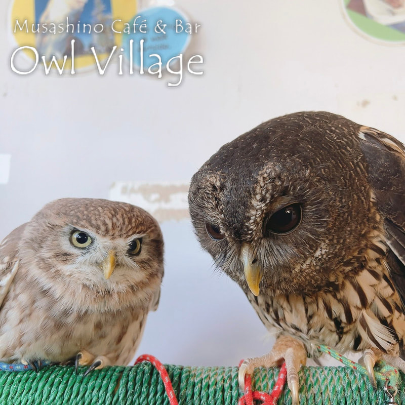 owl cafe harajuku down load free photo owl cafe photo 10114 Mottled Owl