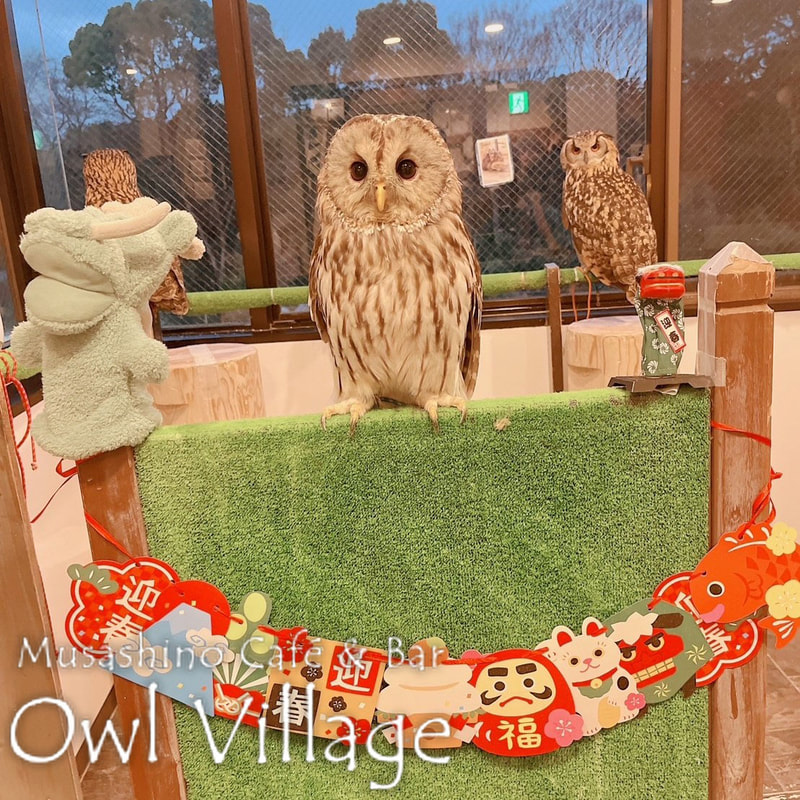 owl cafe harajuku down load free owl cafe photo 0118 Ural Owl × Tawny Owl