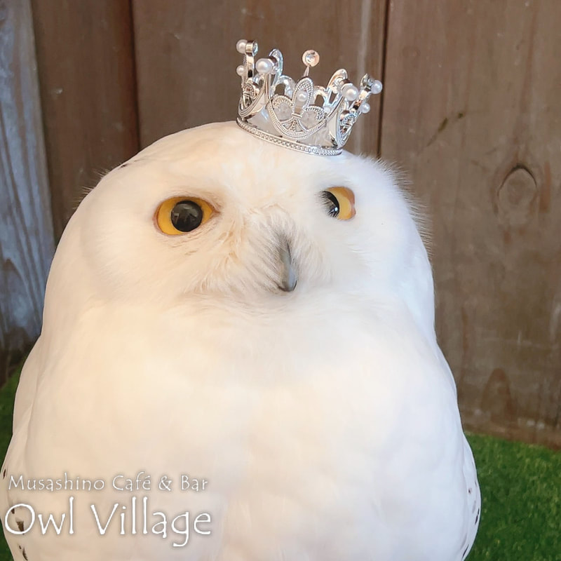 owl cafe harajuku down load free photo owl cafe photo 0120 Snowy Owl